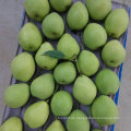 Grüne Farbe der neuen Ernte Shandong Birne